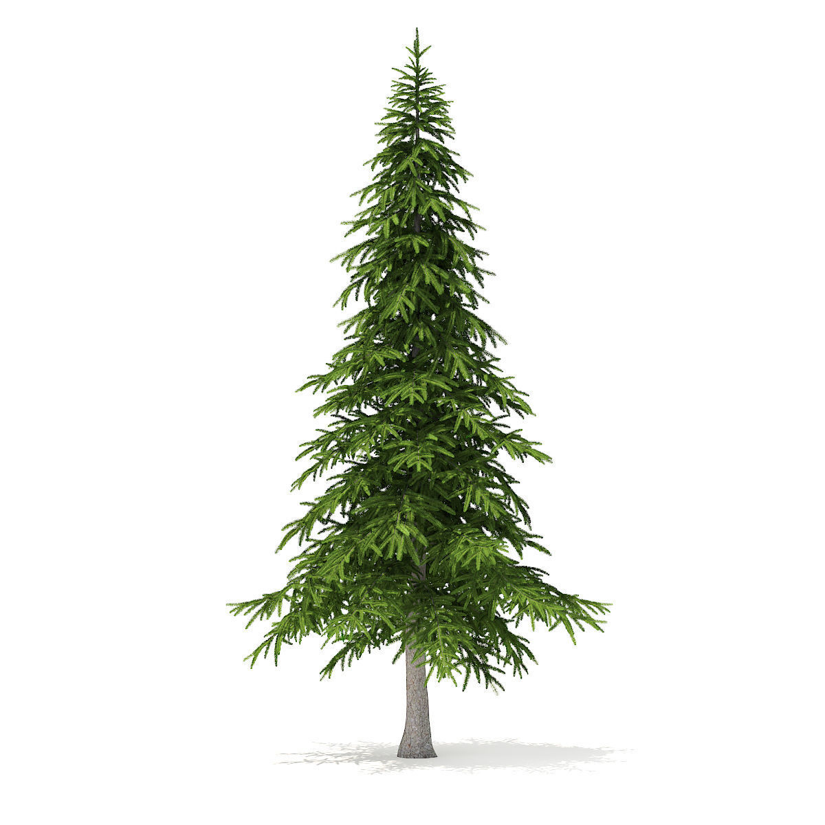 Fir Tree 5point9m