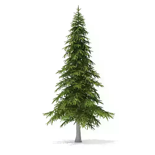 Fir Tree 5point9m 3D model