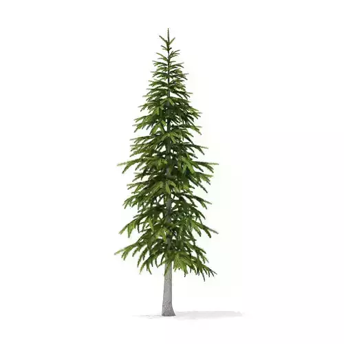 Fir Tree 3point4m
