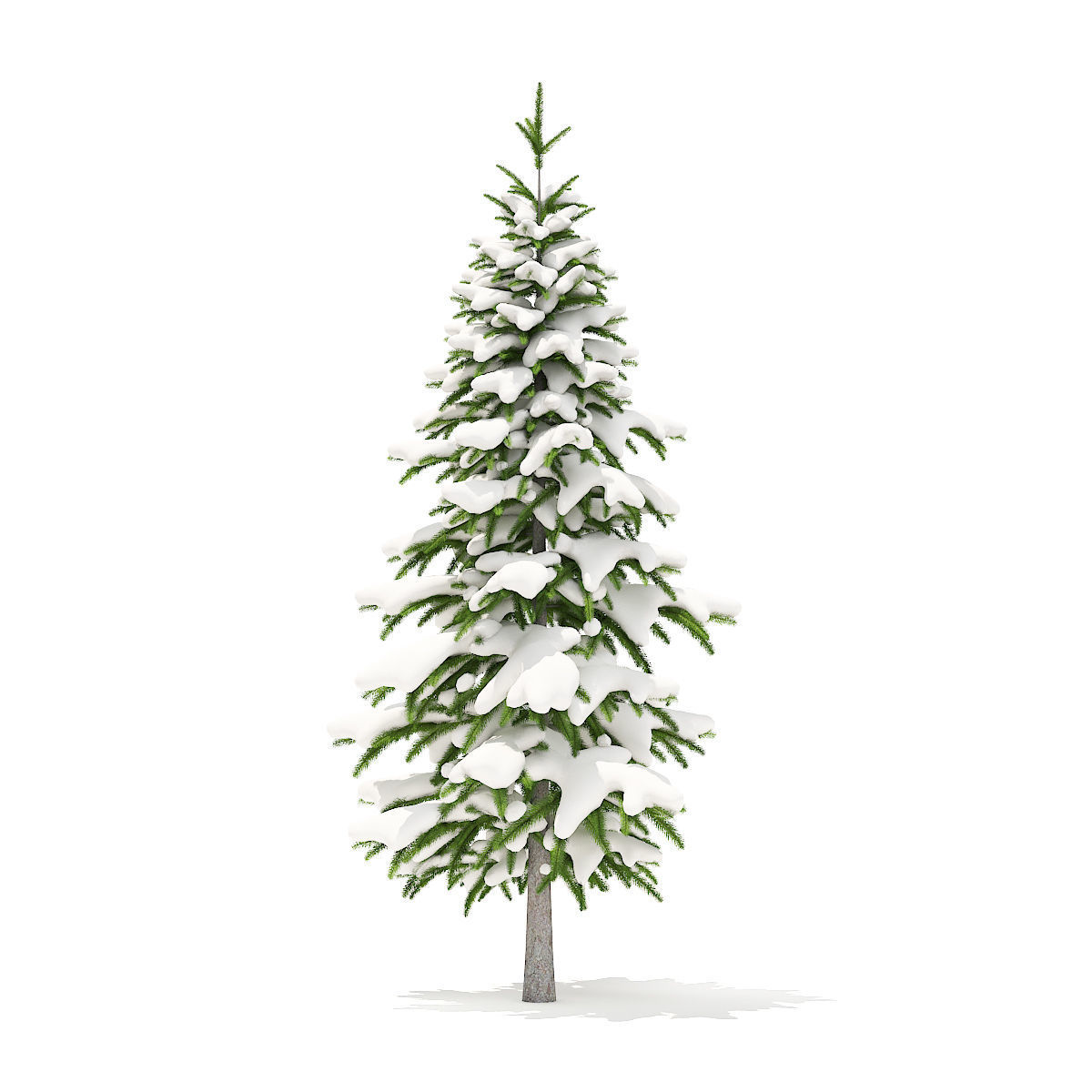 Fir Tree with Snow 2point6m 3D model_1