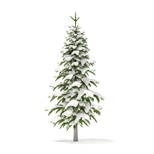 Fir Tree with Snow 2point6m 3D model