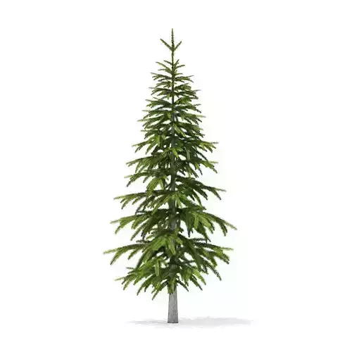 Fir Tree 2point6m