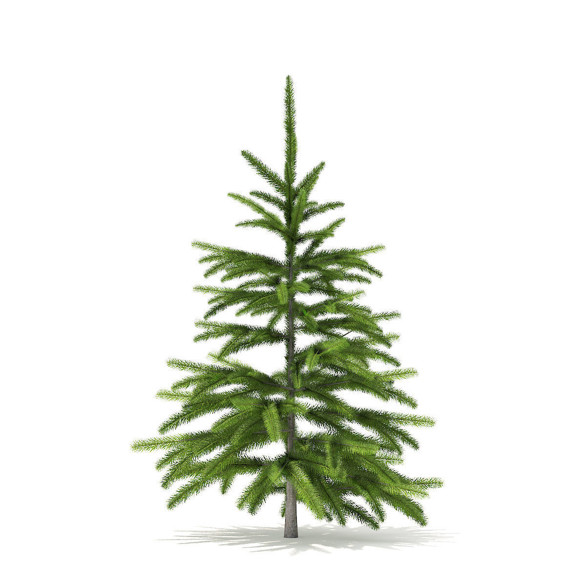 Fir Tree 0point8m