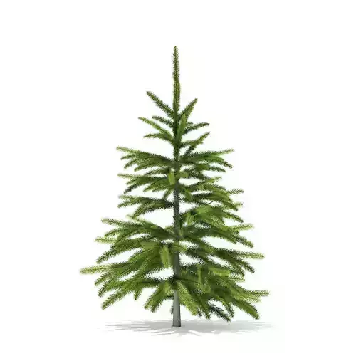 Fir Tree 0point8m 3D model