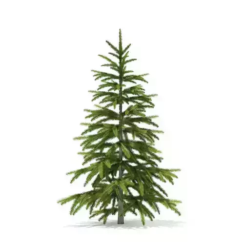 Fir Tree 1point2m 3D model