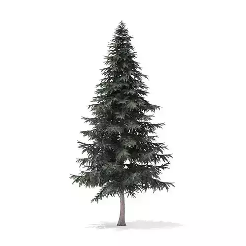 Spruce Tree 7point8m