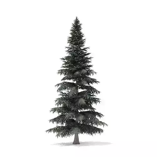 Spruce Tree 8m