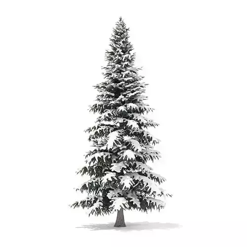 Spruce Tree with Snow 8m 3D model