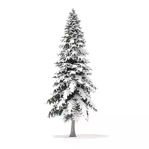 Spruce Tree with Snow 6point4m