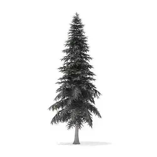 Spruce Tree 6point4m