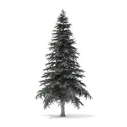 Spruce Tree 4point4m