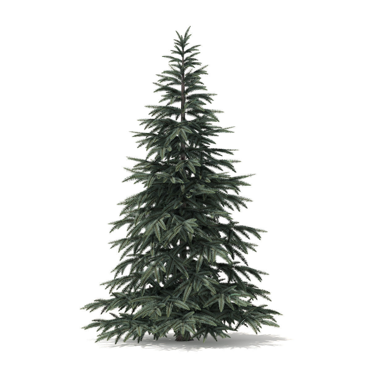Spruce Tree 2point8m 3D model_2