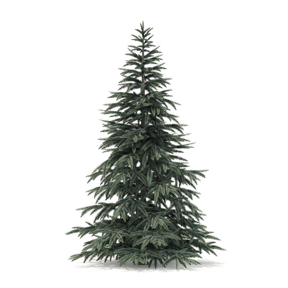 Spruce Tree 2point8m 3D model_1