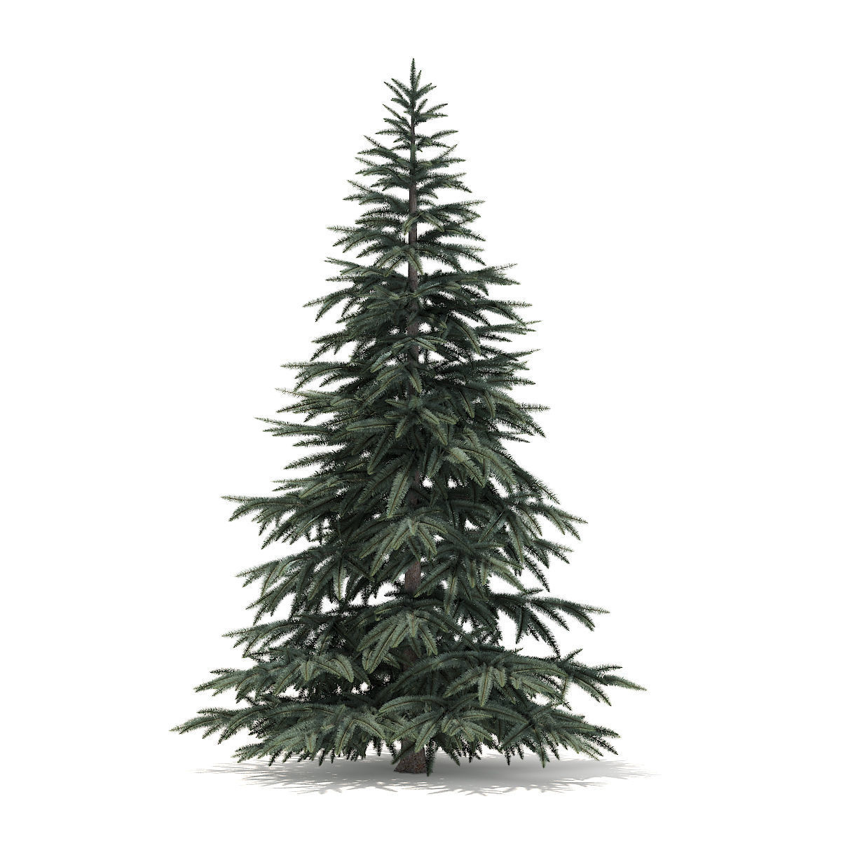 Spruce Tree 2point8m 3D model_3