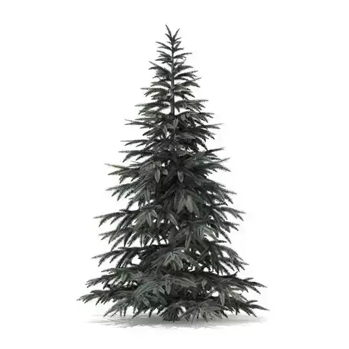 Spruce Tree 2point8m