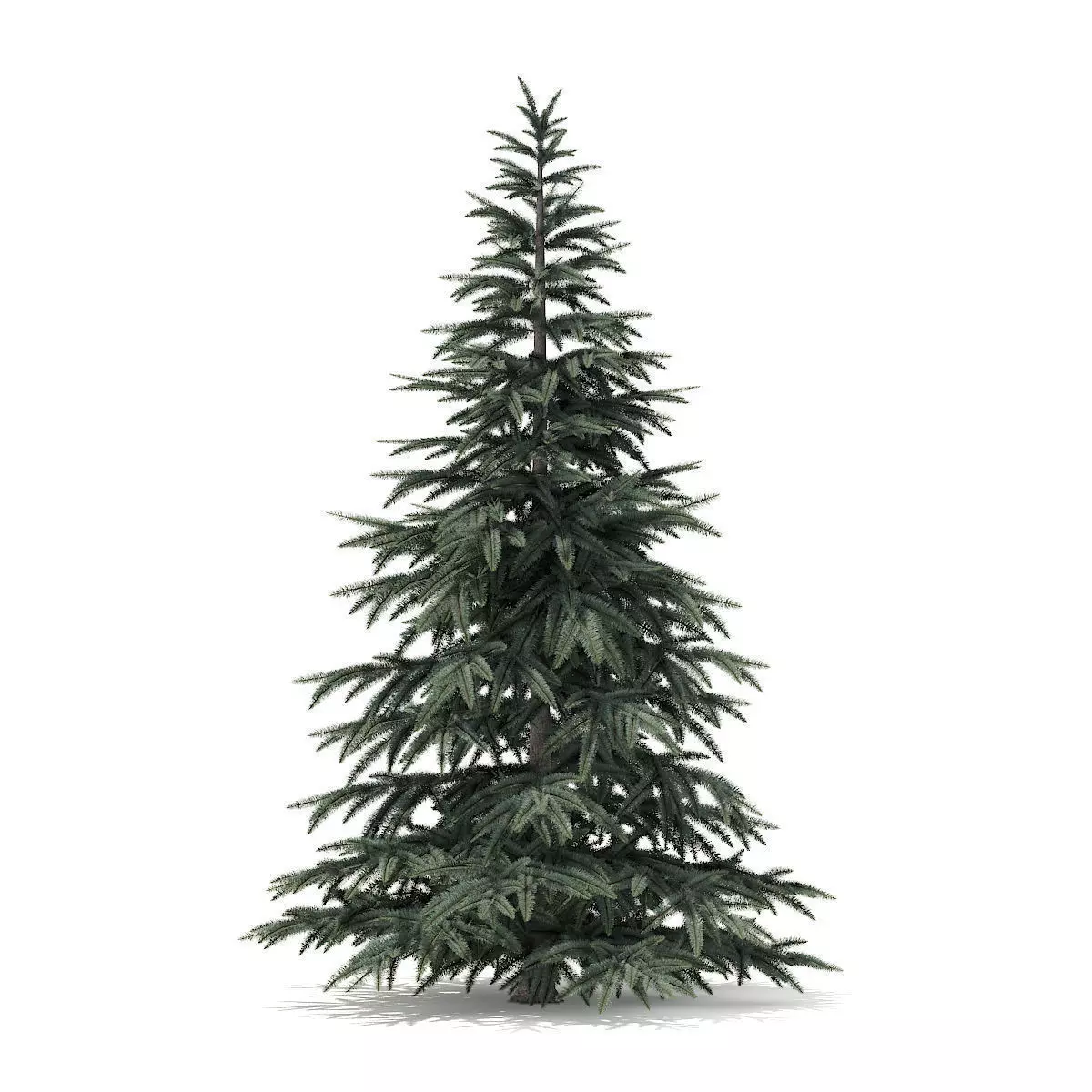 Spruce Tree 2point8m 3D model_0
