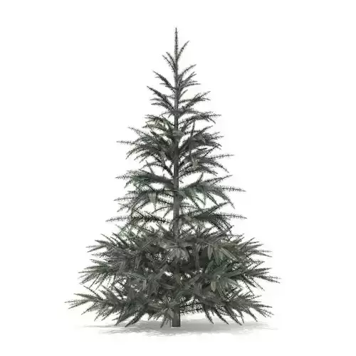 Spruce Tree 1point5m