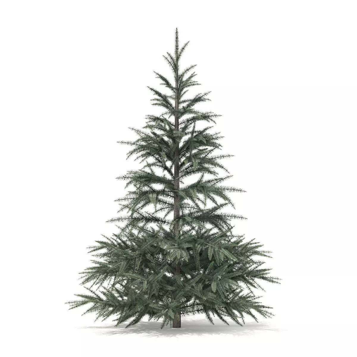 Spruce Tree 1point5m 3D model_0