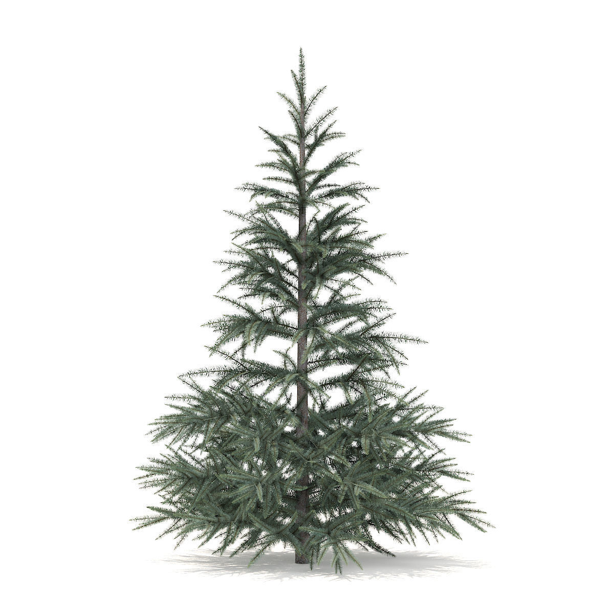 Spruce Tree 1point5m 3D model_1