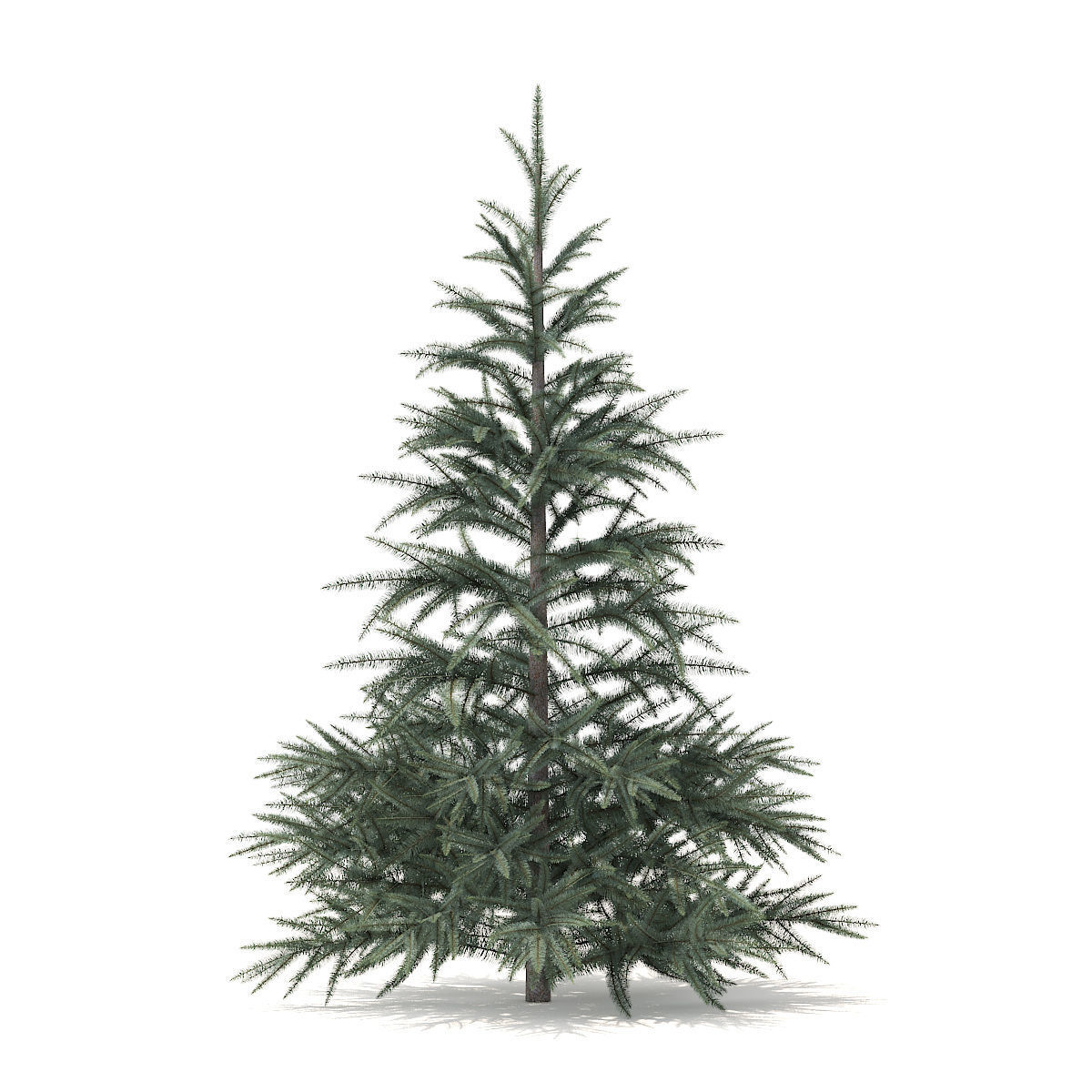 Spruce Tree 1point5m 3D model_2