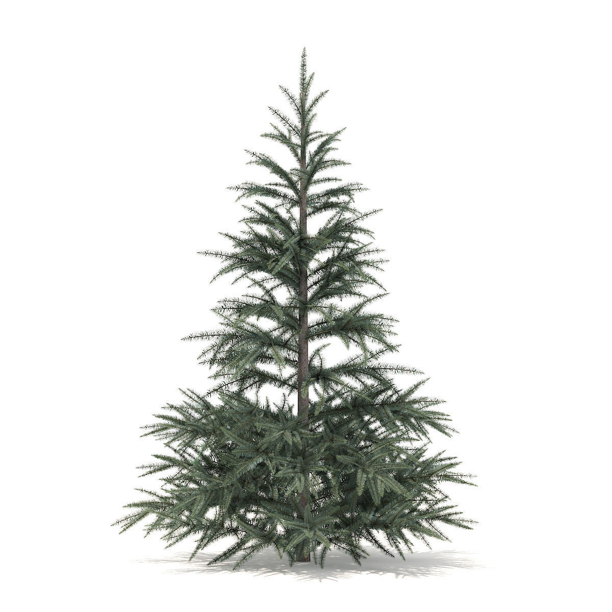 Spruce Tree 1point5m 3D model_3