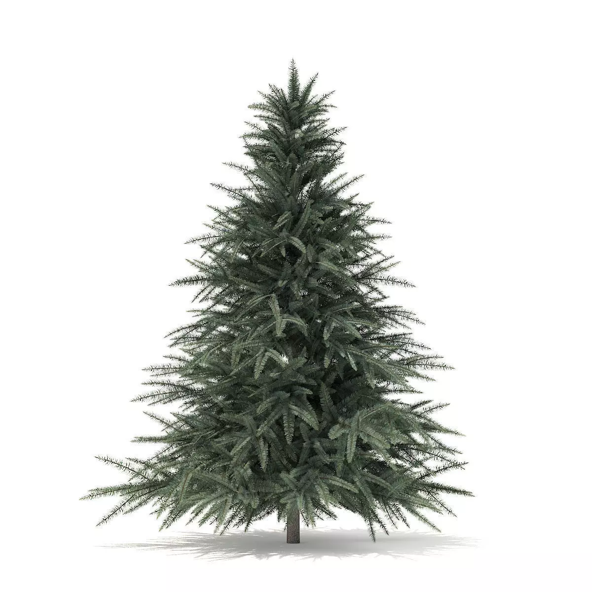 Spruce Tree 1point6m 3D model_0