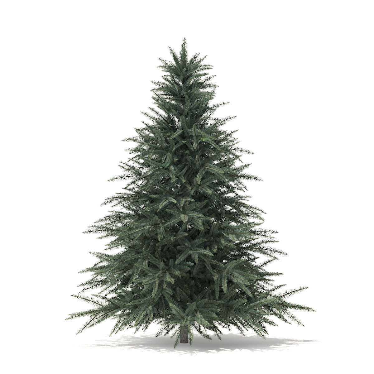 Spruce Tree 1point6m 3D model_2