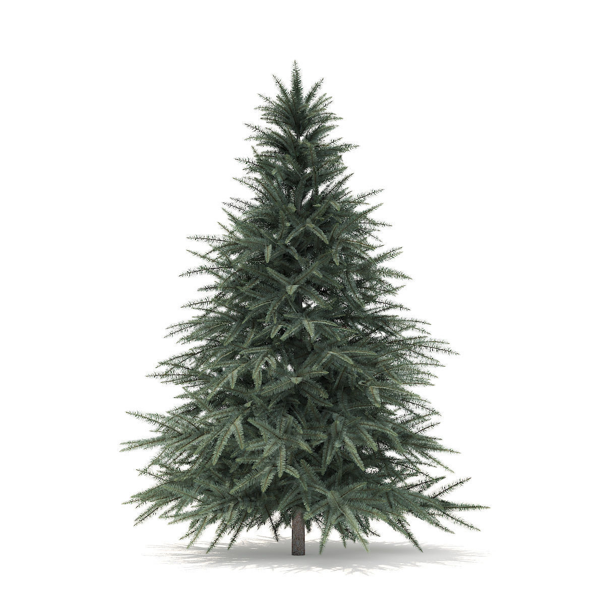 Spruce Tree 1point6m 3D model_1