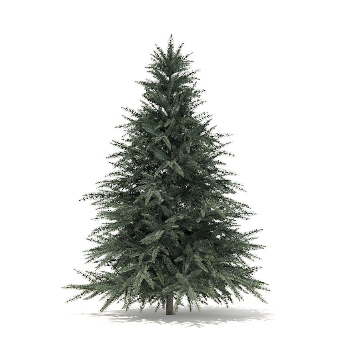 Spruce Tree 1point6m 3D model_3