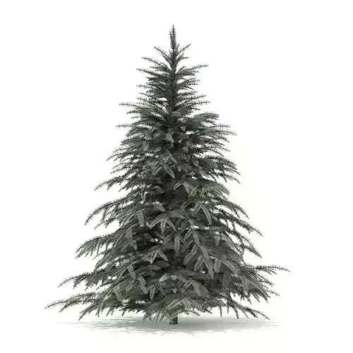Spruce Tree 2point3m