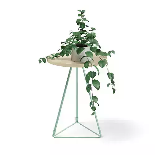 Round Table with a Plant