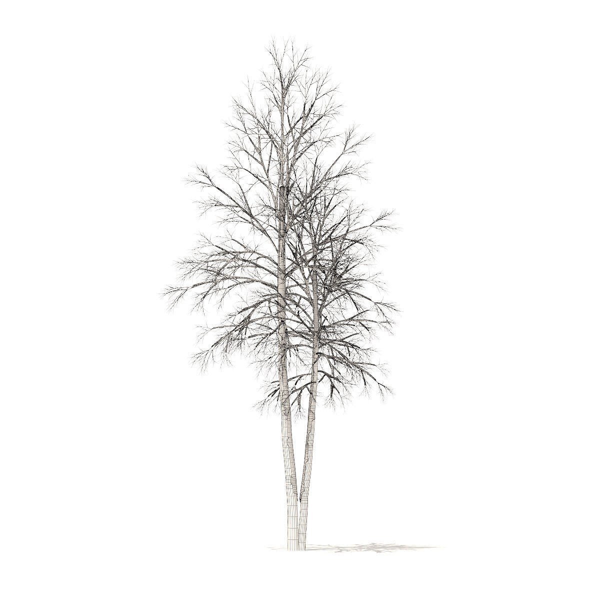 River Birch with Snow 4point9m 3D model_3