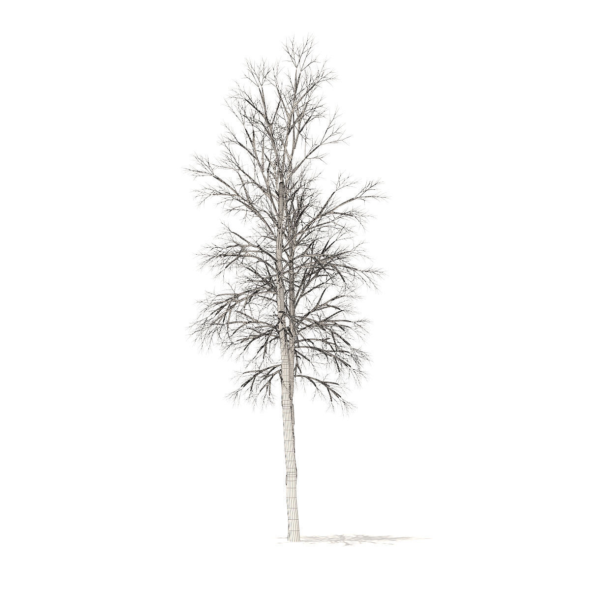 River Birch with Snow 4point9m 3D model_4