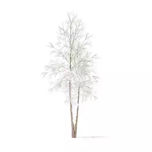 River Birch with Snow 4point9m