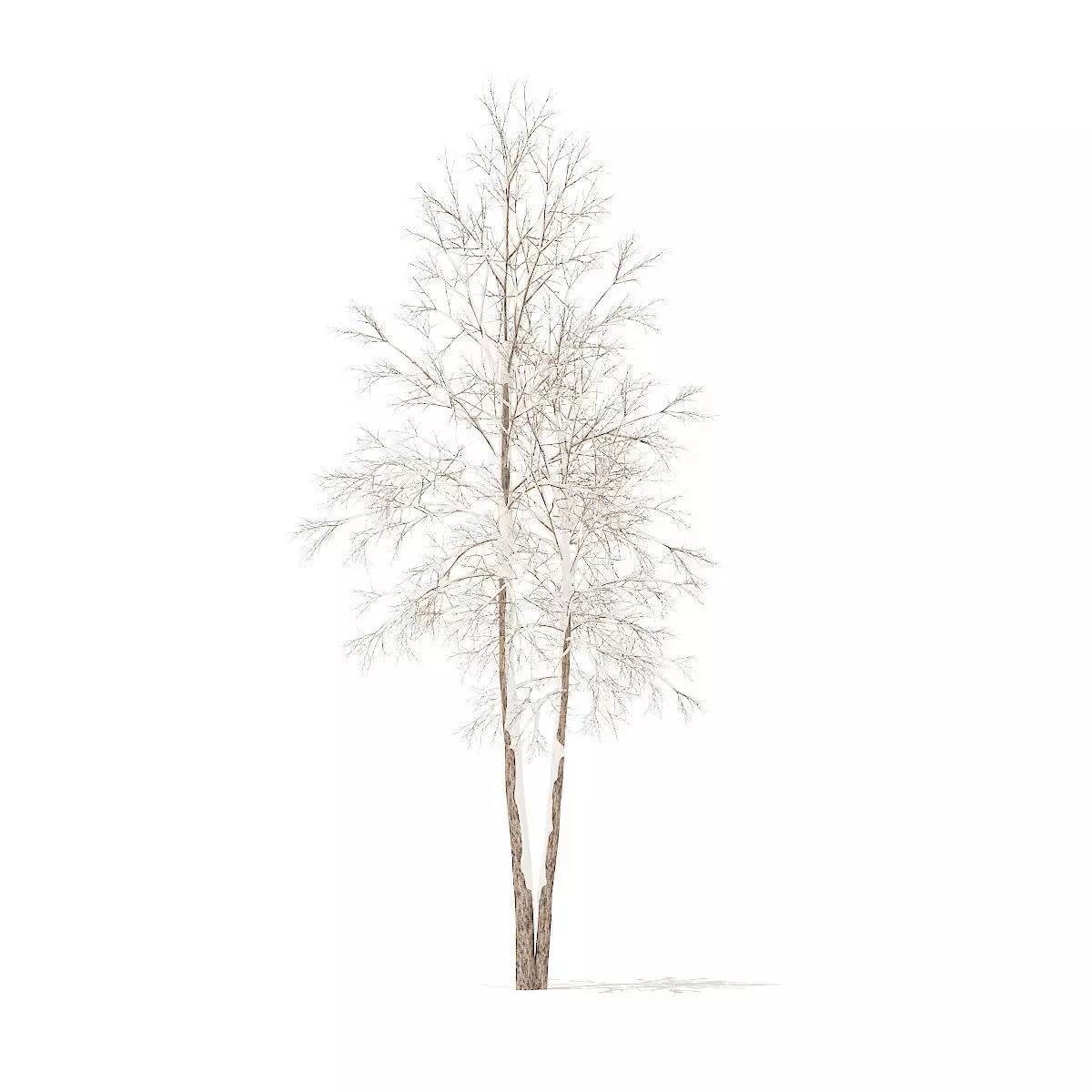 River Birch with Snow 4point9m 3D model_0