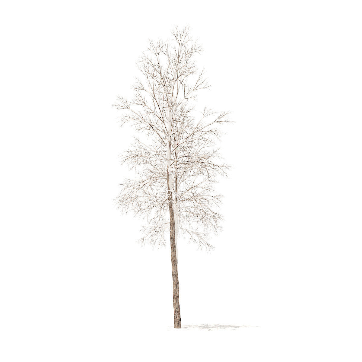 River Birch with Snow 4point9m 3D model_1