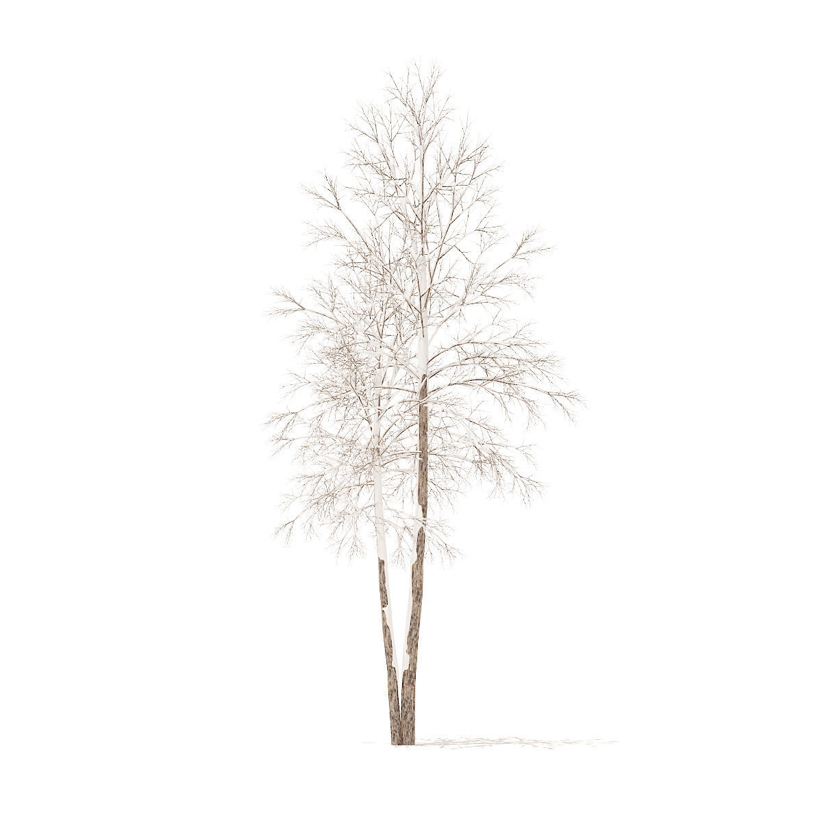 River Birch with Snow 4point9m 3D model_2