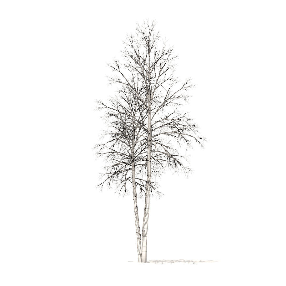 River Birch with Snow 4point9m 3D model_5