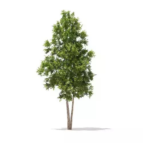 River Birch 4point9m 3D model