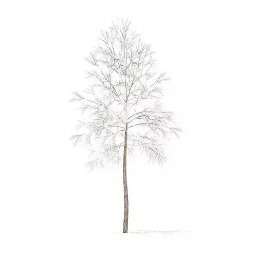 River Birch with Snow 3point2m