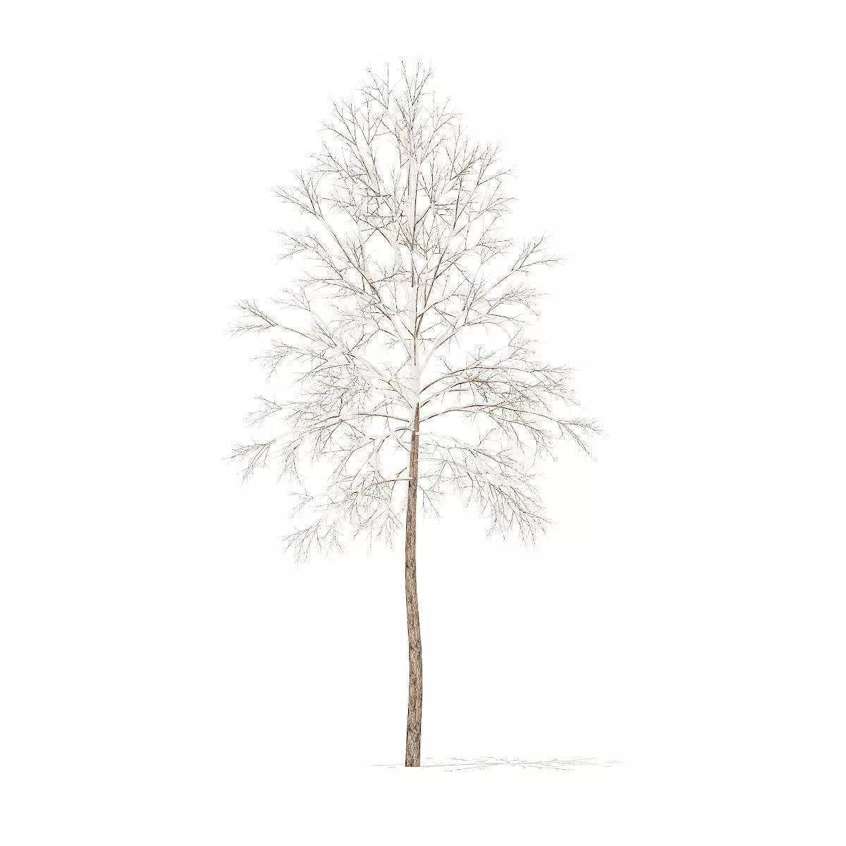 River Birch with Snow 3point2m 3D model_0