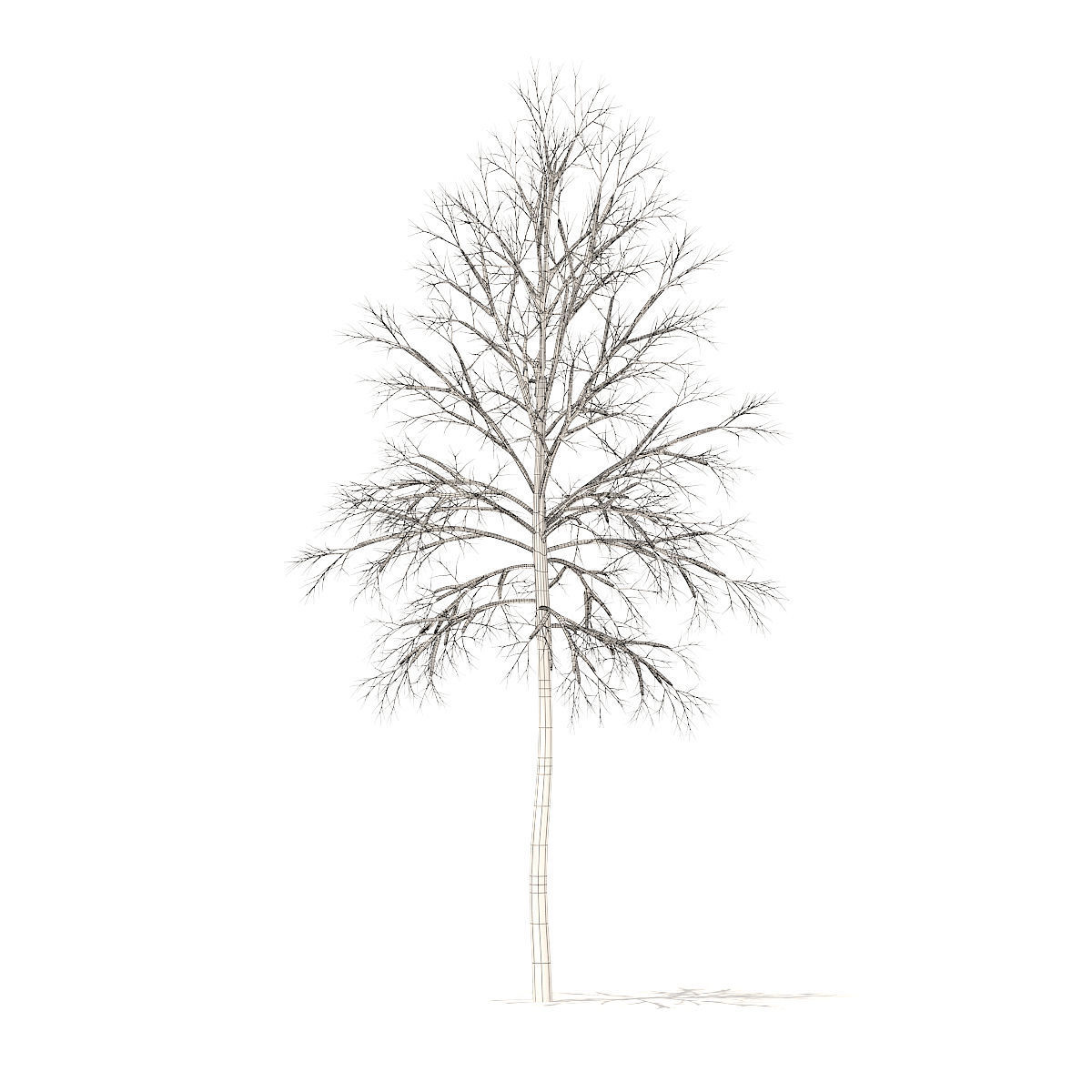 River Birch with Snow 3point2m 3D model_5