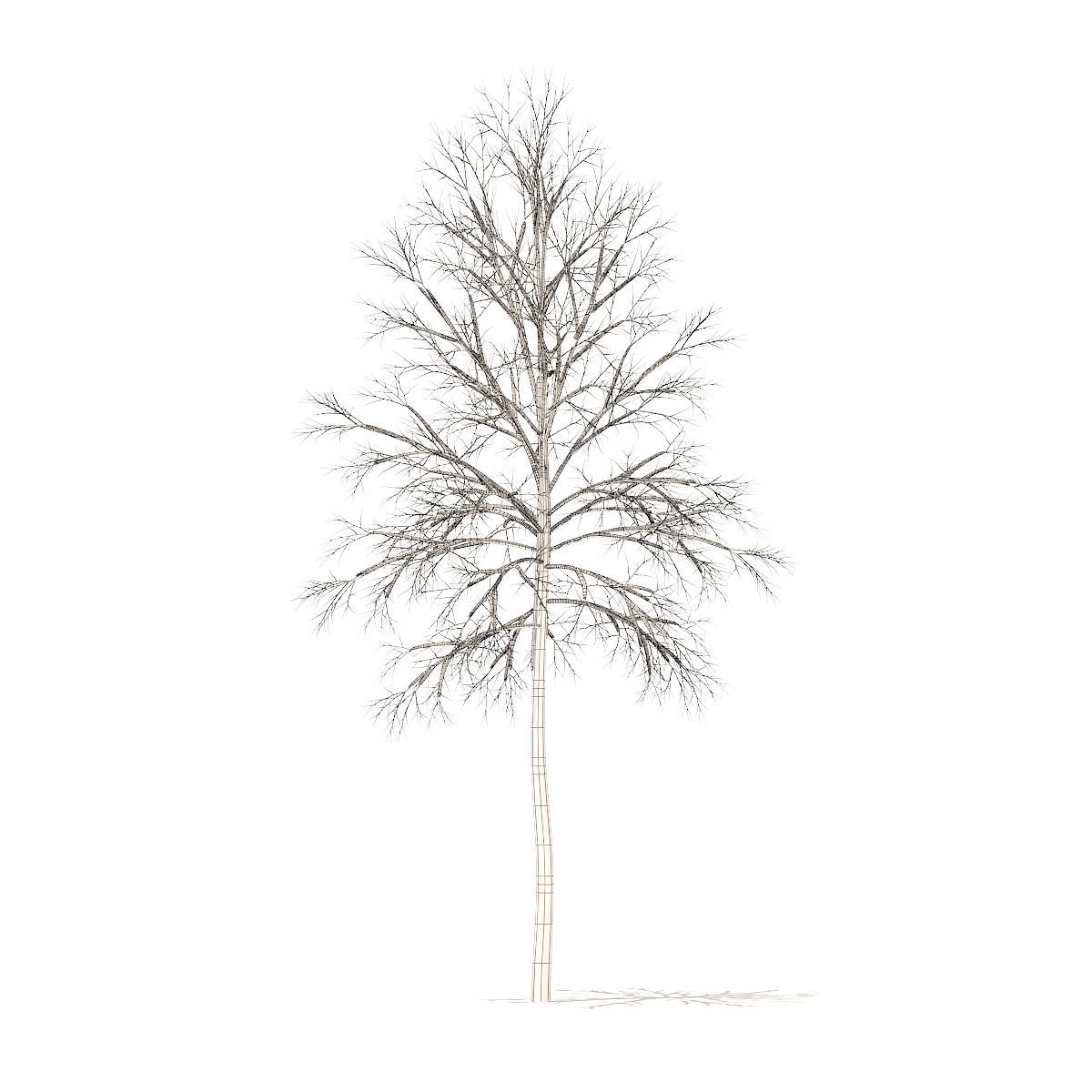 River Birch with Snow 3point2m 3D model_3