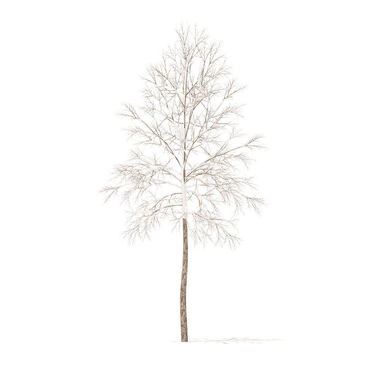 River Birch with Snow 3point2m 3D model_2