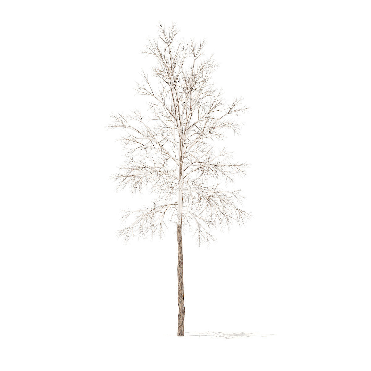 River Birch with Snow 3point2m 3D model_1