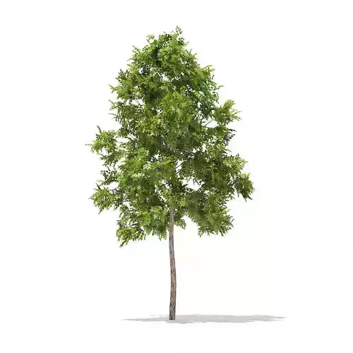 River Birch 3point2m