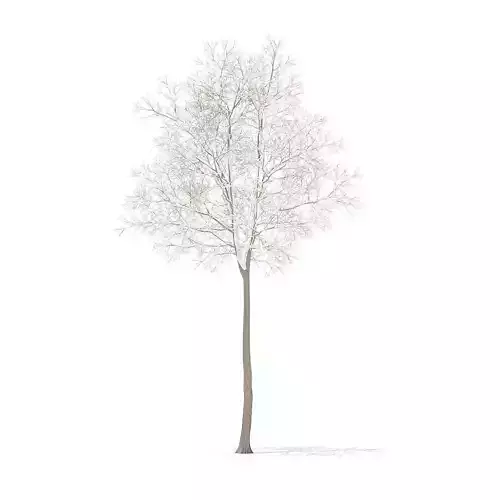 American Elm with Snow 7m
