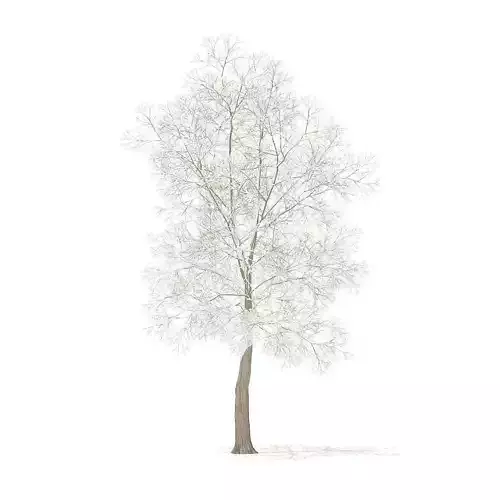 American Elm with Snow 8point5m