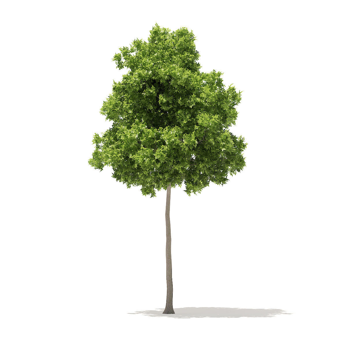 American Elm 7m 3D model_1