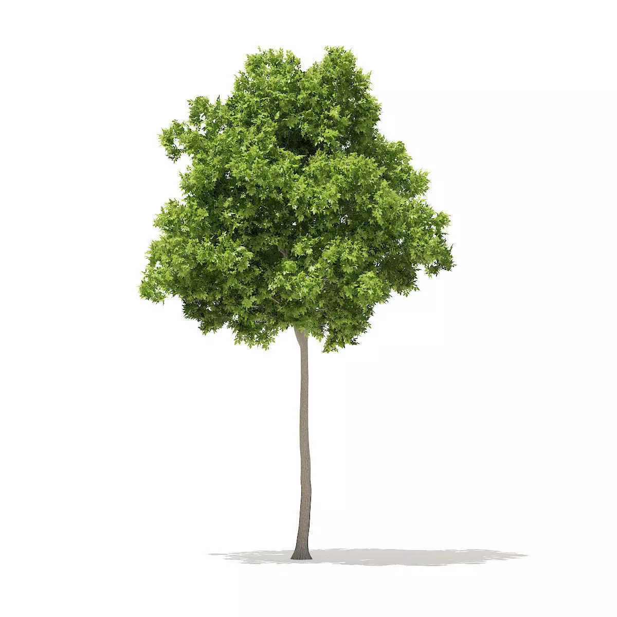 American Elm 7m 3D model_0